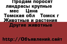 Продам поросят,ландрасы,крупные,1,5 мес. › Цена ­ 2 800 - Томская обл., Томск г. Животные и растения » Другие животные   